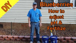 Blueberries and pH adjustments