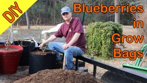 Blueberries in Grow Bags