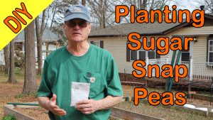 Growing Sugar Snap Peas