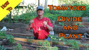Divide And Plant Overgrown Tomato Starts